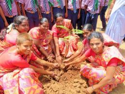 NGC Tree Plantation 3